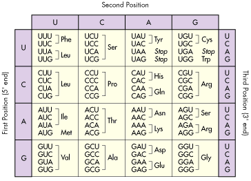 amino acid chart