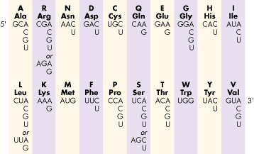 genetic code